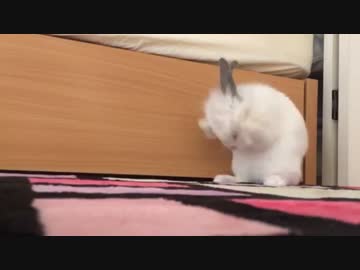顔わしゃわしゃしてるうさぎ
