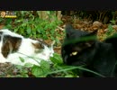 黒猫vsおしゃべり猫