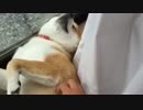 柴犬が堕ちた瞬間UC