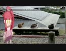 【声あて実況】「どとこい」をプレイしてみた6（完結）【梶之介】