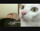 保護猫義兄弟、新居を探索する