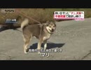 中越地震で飼い主ら守った犬のマリが死ぬ