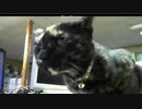 あ～ぁ　そこそこ　 【あまがみ】【猫旅】