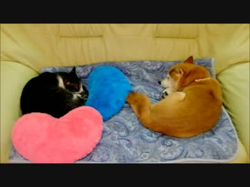 ぐっすり眠る柴犬と猫　