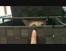 【アメショ】引き出しの猫に指を近づけると…
