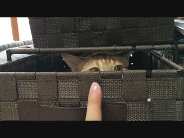 【アメショ】引き出しの猫に指を近づけると…