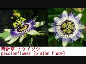 花イメージと名称が一致しないから、イメージと音で覚える単語帳作った