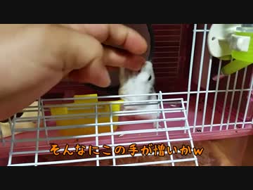 【ハム大福】反抗大福【14個目】