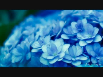 Hydrangea（Instrumental）