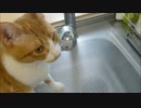 水道の蛇口がどうしても気になり・・・