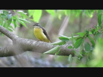 【地球さんぽ】初夏の旅【白川郷など】