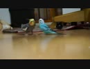 【お前ら鳥だろ？】床で遊ぶオカメインコとセキセイインコ【飛べよ】