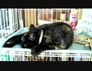 暇だなぁ～　【猫壺】【あまがみ】