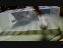 ケースに入りたいけど入れない猫２