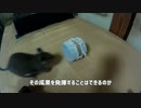 【デグーのくるみ】デグーの学習能力は伊達じゃない