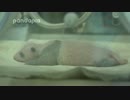 20160613 寝ている梅浜（メイヒン）の子。