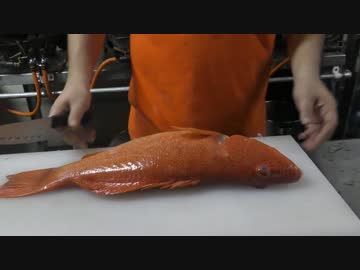 巨大アカジンで捌いて高級お茶漬け【セレブ飯】