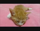 どうぞ癒されてください