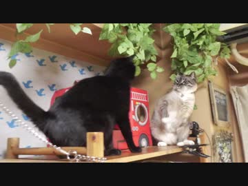 黒猫が家にやってきた！【その145】ジャン❤︎ポンのバトルそして‥