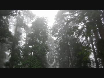 霧雨が降る森【ボイスドラマ】４　～森～