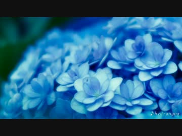 Hydrangea -haro arrange- (Instrumental)