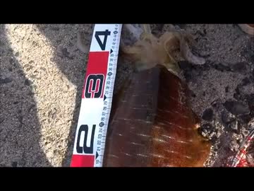 目指せキロオーバー！壱岐の島　前編