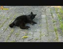黒猫を誘導してみた