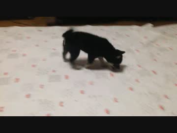 我が家の黒柴が大きくなっていく様子