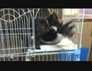 虐め　【あまがみ】【猫壺】