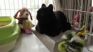 黒猫が家にやってきた！【その146】そろそろケージをかたずける？