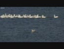 水鳥を捕まえるオオカミ