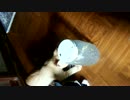 おもちゃの蝶に夢中。