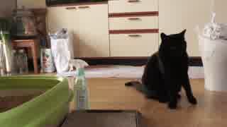 黒猫が家にやってきた！【その147】ポンちゃんが外のトイレを使った