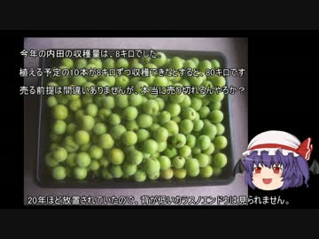 ゆっくり農民34梅を育ててみませんか?#3