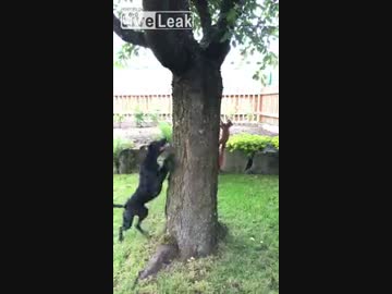 リスと犬の攻防