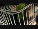 シャクシャクシャク…美味しそうな音で食べるウサギさん