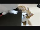 猫はチラリズムがお好き♪