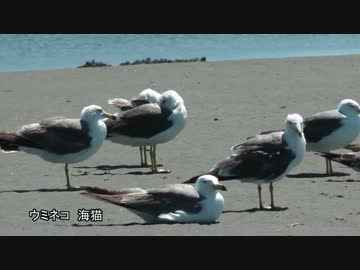 日本の野鳥 動画集 2