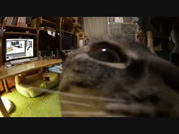 黒猫が家にやってきた！【その148】ジャン❤︎ポンフリーでお留守番