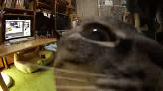 黒猫が家にやってきた！【その148】ジャン❤︎ポンフリーでお留守番