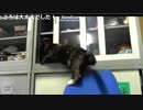 やらせはあきまへんｗ　【あまがみ】【癒し】