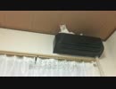 保護猫1号、キャットタワーを有効活用する