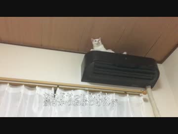 保護猫1号、キャットタワーを有効活用する
