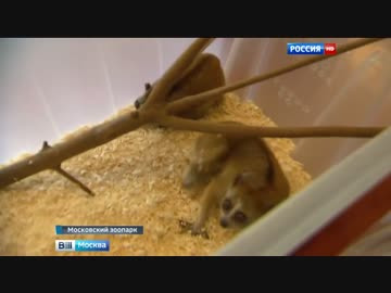 ロシアへ密輸中空港で押収されたスローロリス、モスクワ動物園に定住へ