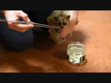 ワームを食べるスローロリス