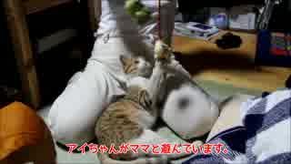 やる気のない猫と遊ぶとこうなる。