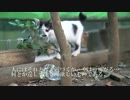 子猫の生き残り、姿を現す