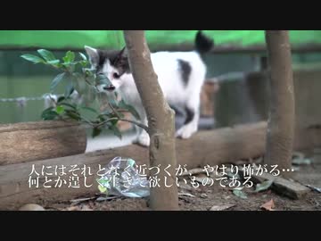 子猫の生き残り、姿を現す