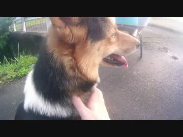 ワンタときどき狩猟　前　とりあえずシカ罠だけ起動しとく