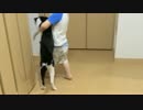 2秒でにゃんこ♪そして父は独りになる、